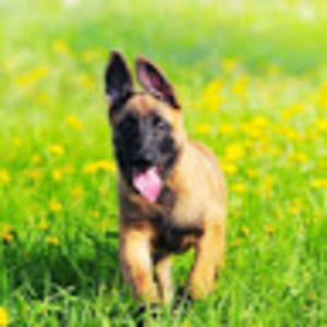 Meet your Posher, Cheyenne